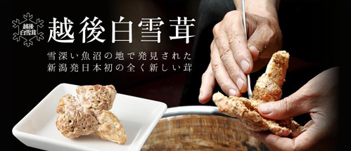 圖片關鍵詞 http://www.mushroommarket.net/file/upload/201911/15/09-09-12-45-283825.png