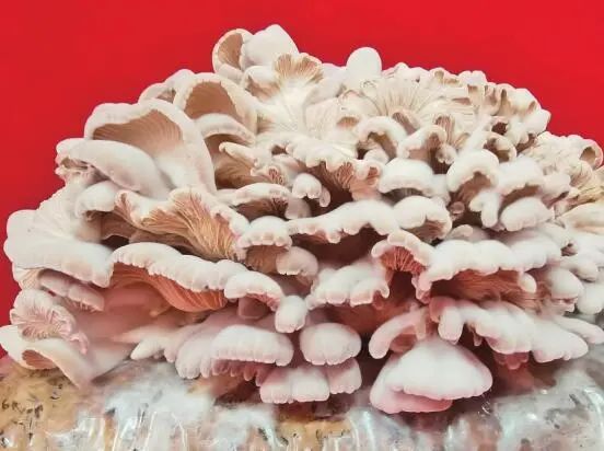 圖片關(guān)鍵詞 圖片